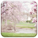 Magnolia Trees Chrome extension download