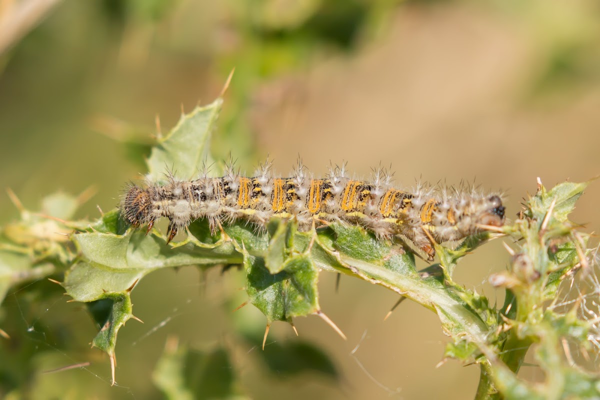 Painted Lady, larva