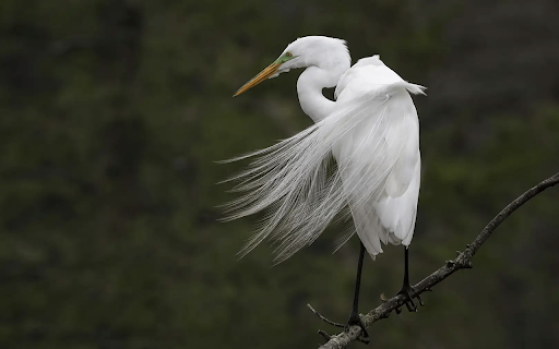 Rusty Heron screenshot 1