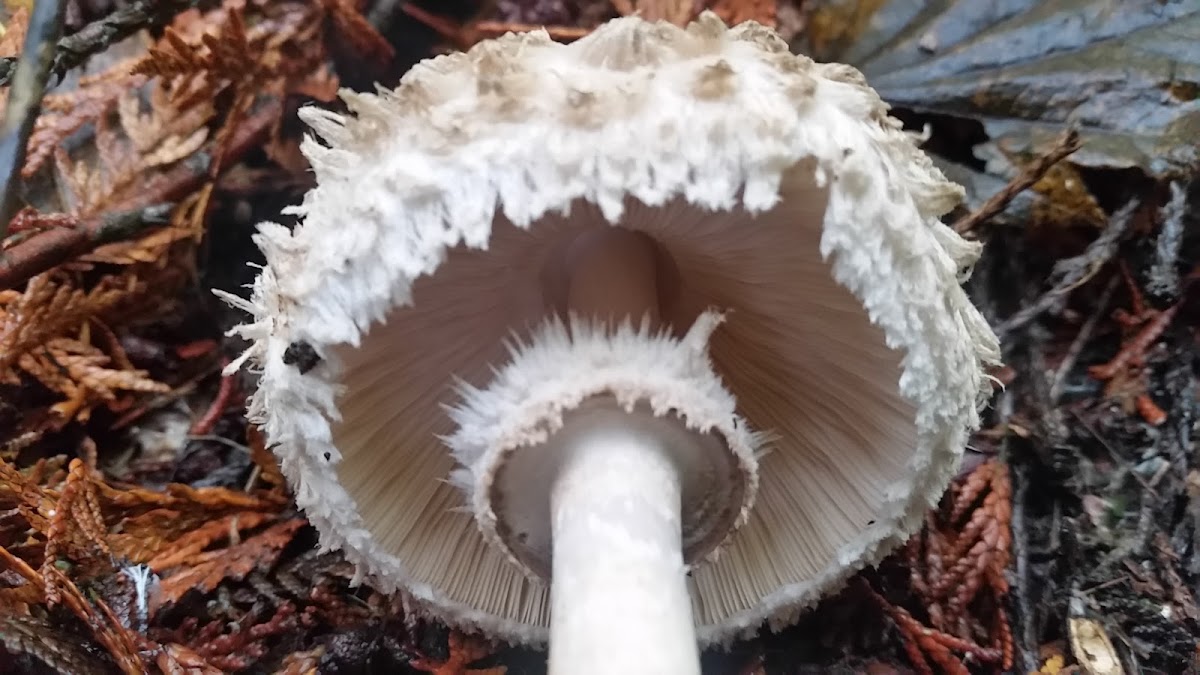 Shaggy parasol