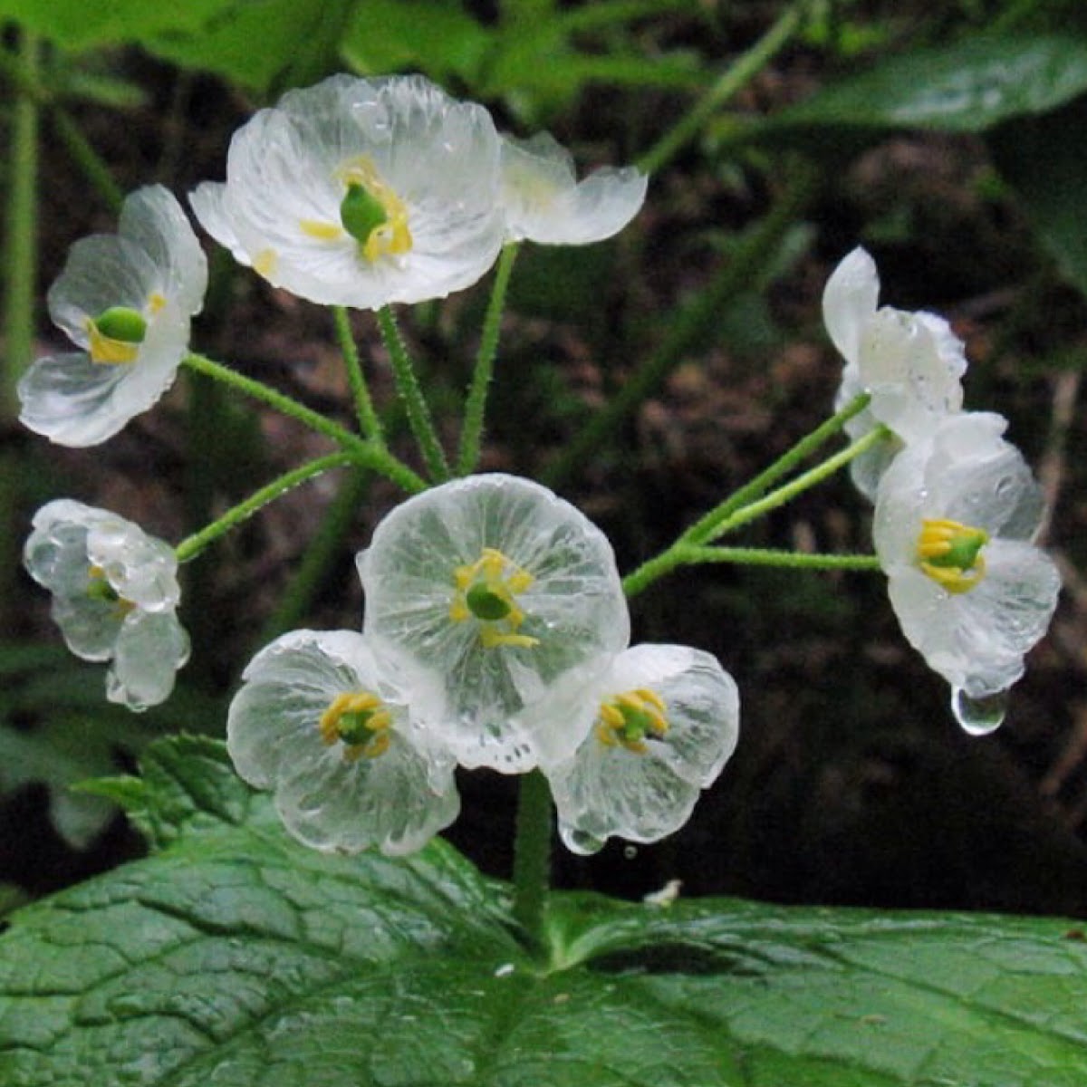 Skeleton flower