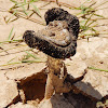 Desert Inkcap