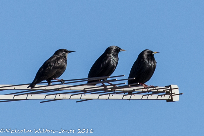 Spotless Starling; Estornino Negro