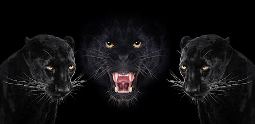 Paling Baru Gambar Macan Kumbang 3d Nation Wides Paling Baru Gambar Macan Kumbang 3d Nation Wides
