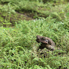 Philippine toad