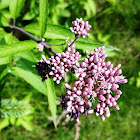 Swamp Milkweed