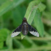 Bee-fly