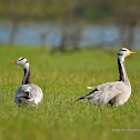 bar-headed goose