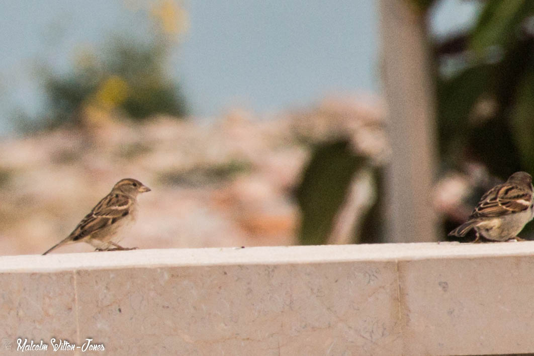 House Sparrow; Gorrión Común