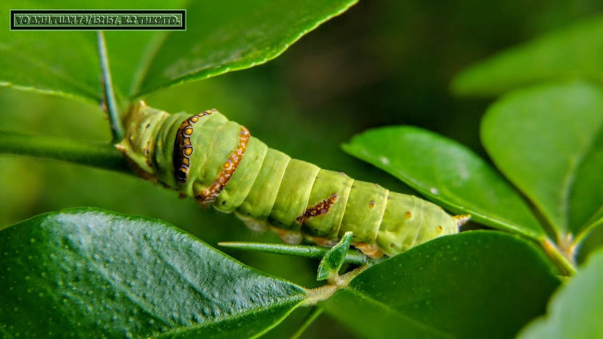 Lime Swallowtail Caterpillar