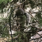 Eastern Gray Squirrel