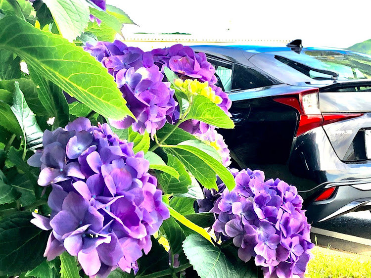 プリウスのソロカメ活・花とのコラボ・車ずきと繋がりたいに関するカスタム事例の投稿画像2枚目