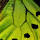 Ornithoptera80