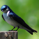 Tree Swallow