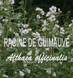 ALCHEMILLE - feuille - 20 grammes - Tisanes - Herbes de vie