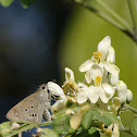 brown moth