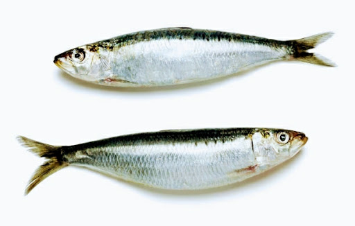 SARDINE/MATHI