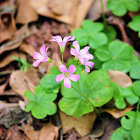 Large-flowered pink-sorrel