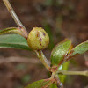 Dwarf Huckleberry