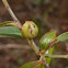 Dwarf Huckleberry