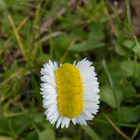 Una "nuova" primavera di 