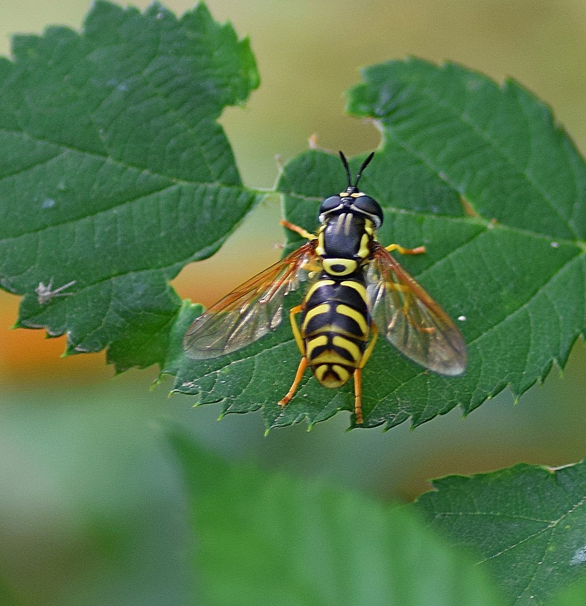 Broken-banded Wasp-hoverfly