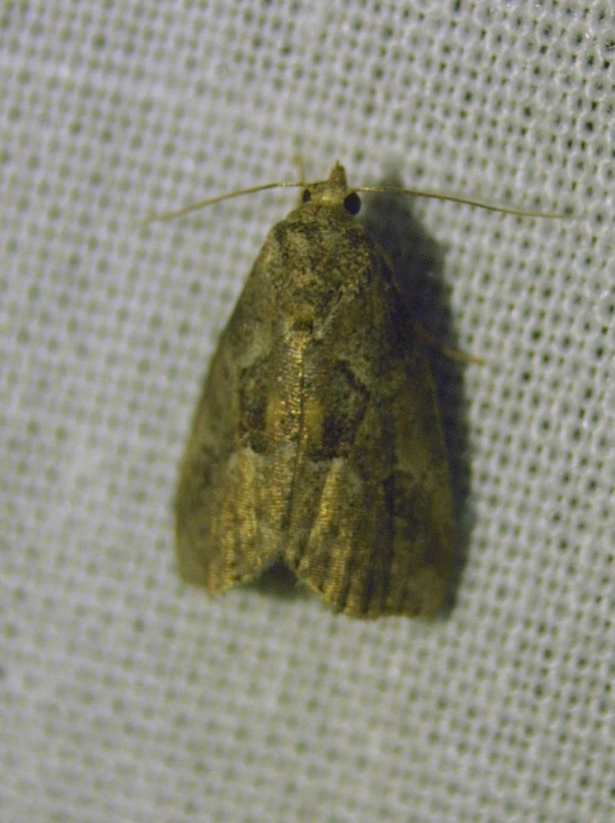 White-lined Graylet