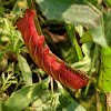 Banded Sphinx Moth Caterpillar (Pink Form)