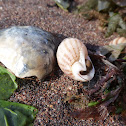 Netted Dog Whelk