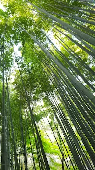 「君の願い　🎋１🌟」のメインビジュアル