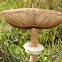 Parasol Mushroom