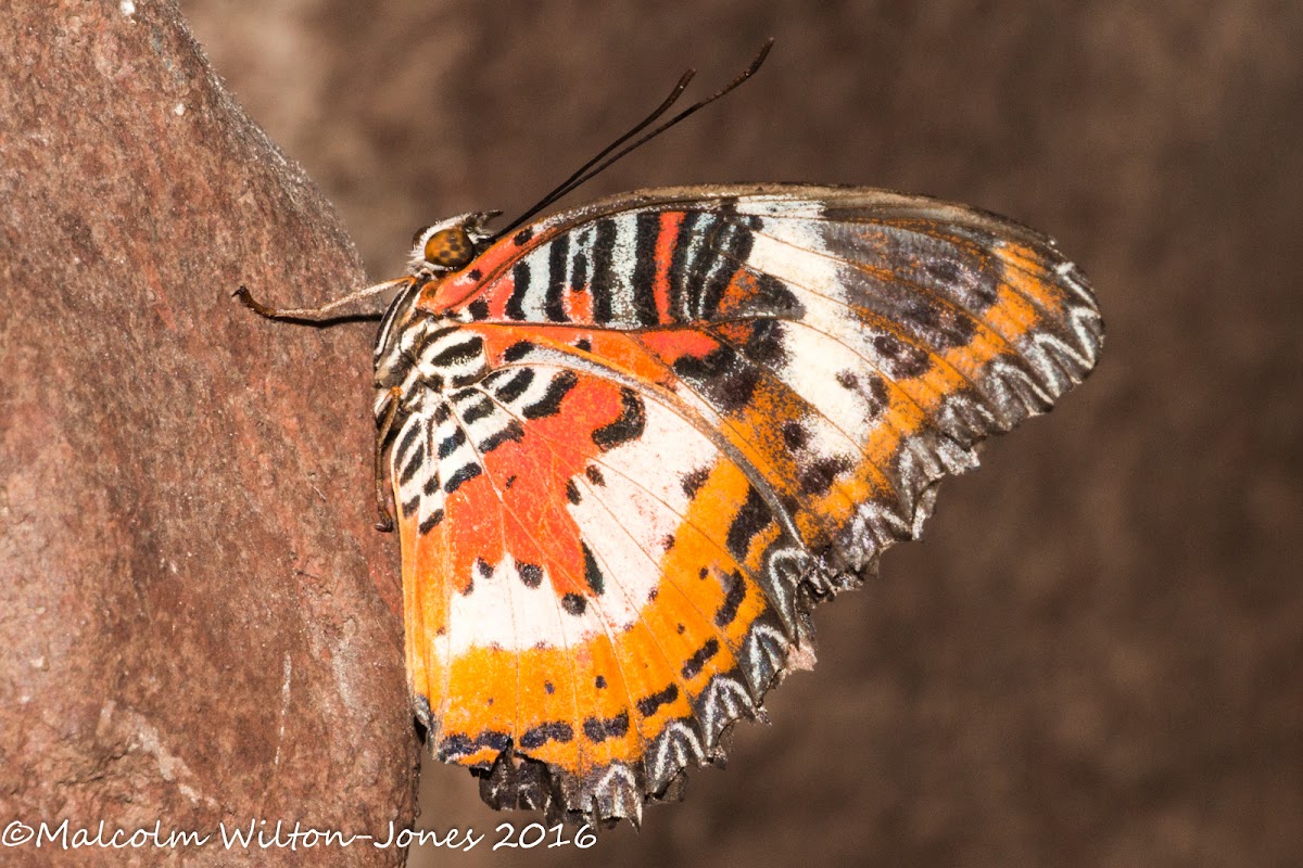 Malay Lacewing