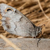 Tree Grayling