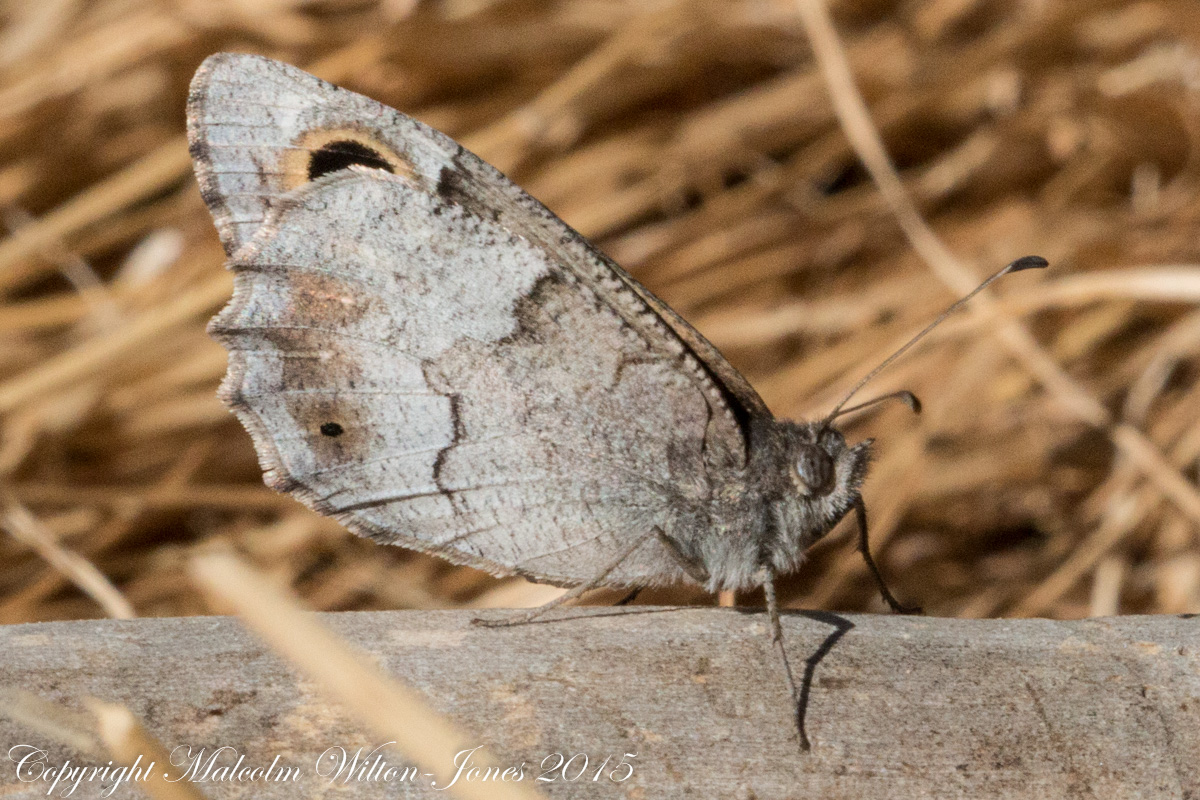 Tree Grayling