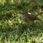 Palm Warbler