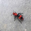 Cow Killer (Velvet Ant)