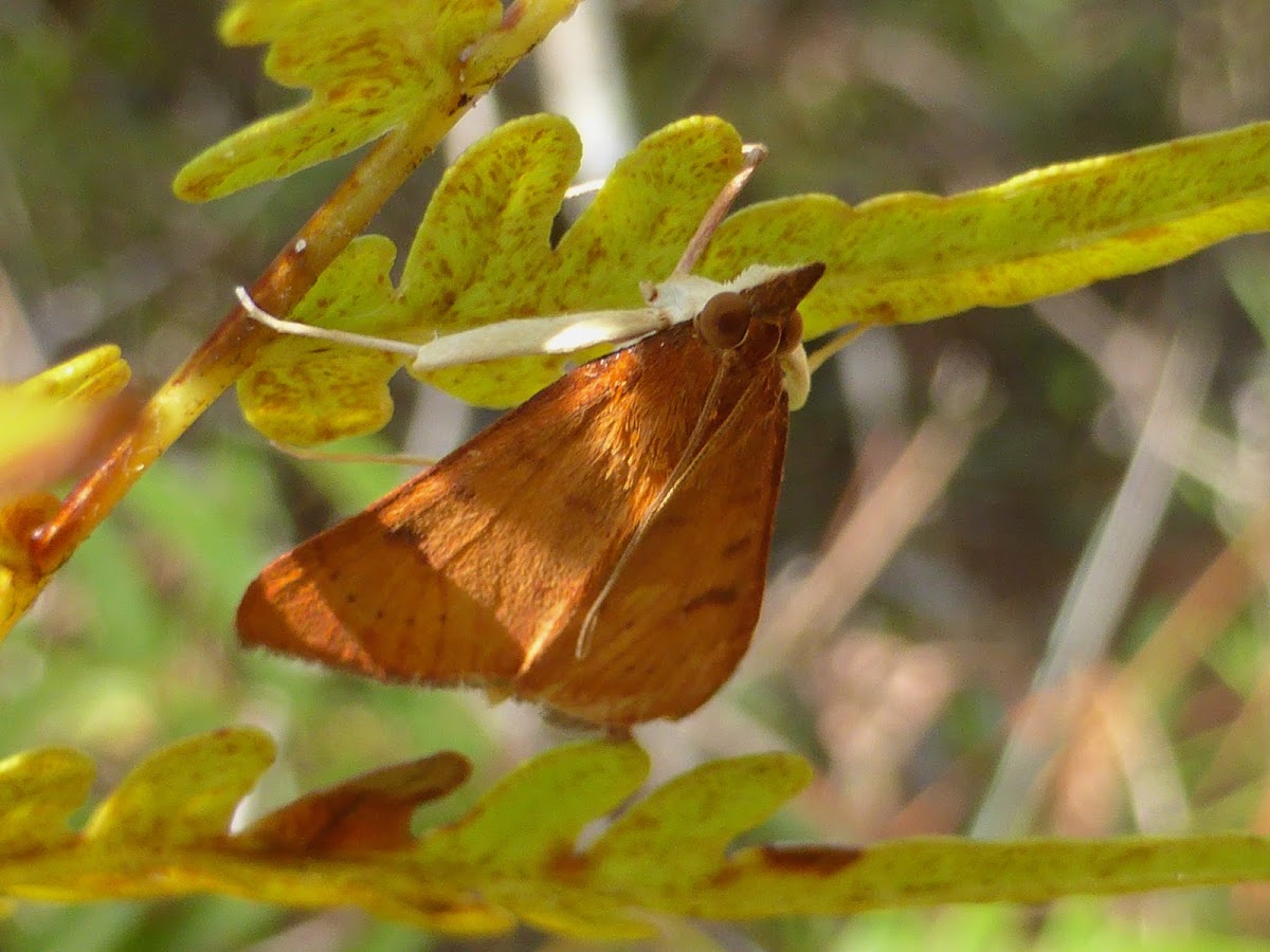 Genista Broom Moth