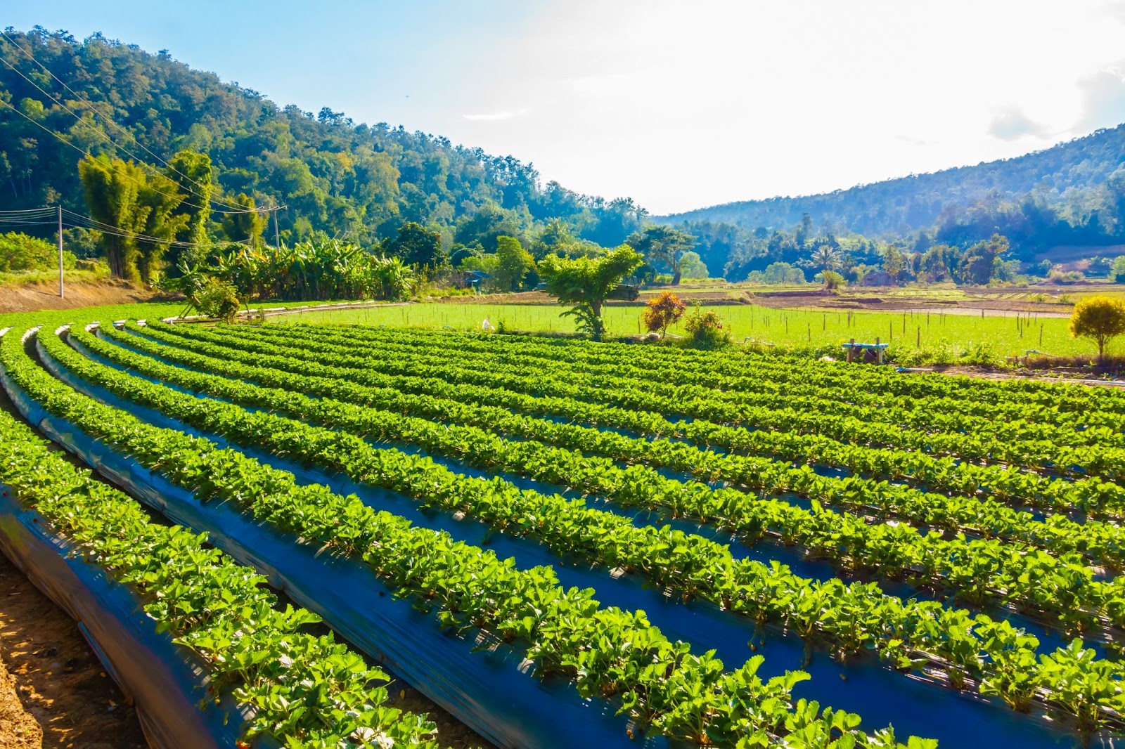 Los cultivos y el monitoreo ambiental