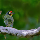 COPPERSMITH BARBET / COPPERSMITH / CRIMSON BREASTED BARBET