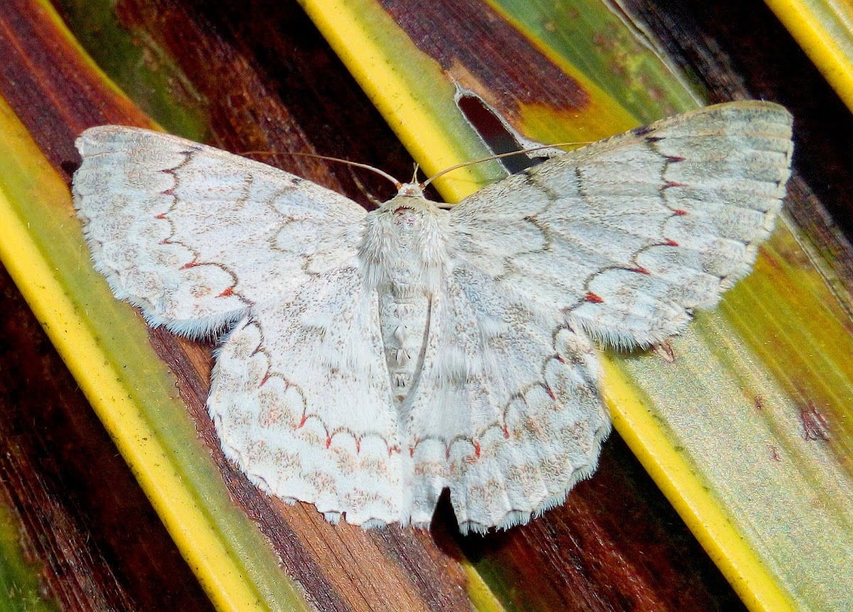 The White Looper Moth or Flower-eating caterpillar Moth