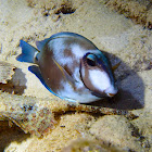 Ocean Surgeonfish ♂️ (in night colors)