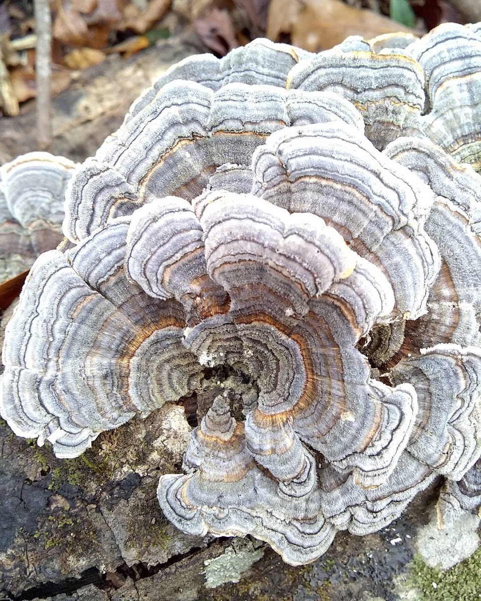 Turkey-Tail