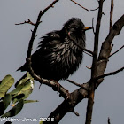 Spotless Starling; Estornino Negro