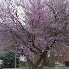 Eastern redbud