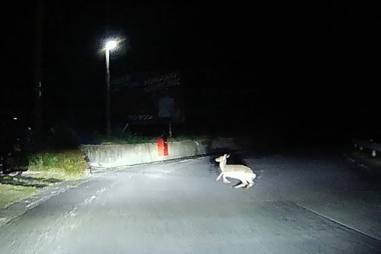 Nボックスカスタムのナイトドライブ・ダム活・琵琶湖・酷道アタック・鹿に関するカスタム事例の投稿画像6枚目