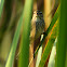 Savannah Sparrow