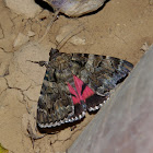 Minsmere crimson underwing