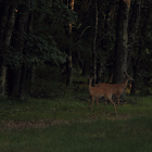 White Tailed Deer