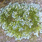 Rock-shield Lichen