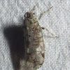 Cixiid Planthopper